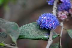 Memecylon umbellatum